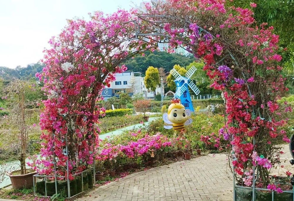 蝶豆花園